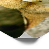 何のダイエット?チムンクのポスター ポスター (角)