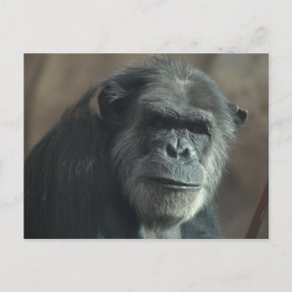 何の顔? ポストカード