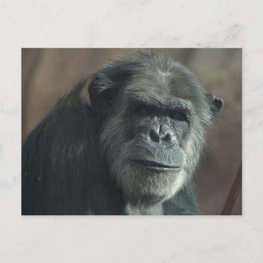 何の顔? ポストカード (正面)