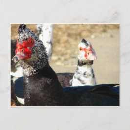 「何をやってるんだ？」 ポストカード