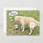 何を見ているのゴールデン顔オフ ポストカード (正面/裏面)