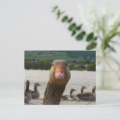 何を見ているの？（ゴムカエルのような顔） ポストカード (スタンド正面)