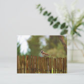 何を見てるの？ ポストカード (スタンド正面)