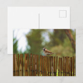 何を見てるの？ ポストカード (正面/裏面)