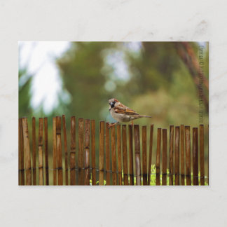 何を見てるの？ ポストカード