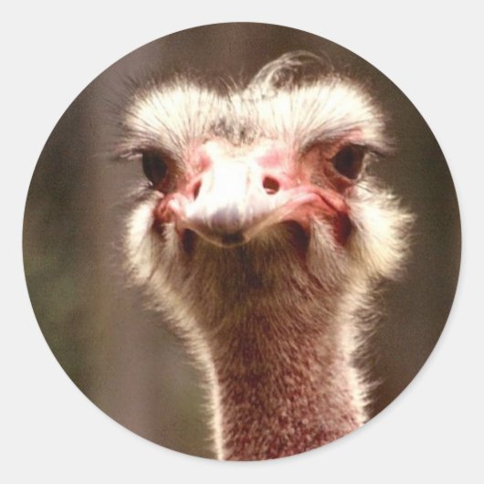 何を見てるの？ ラウンドシール (正面)