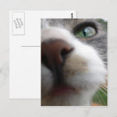 何を見てる？キャット ポストカード (正面/裏面)