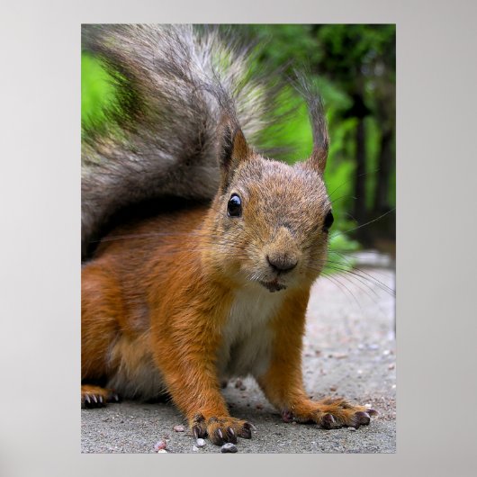 何得だ？ ポスター (正面)