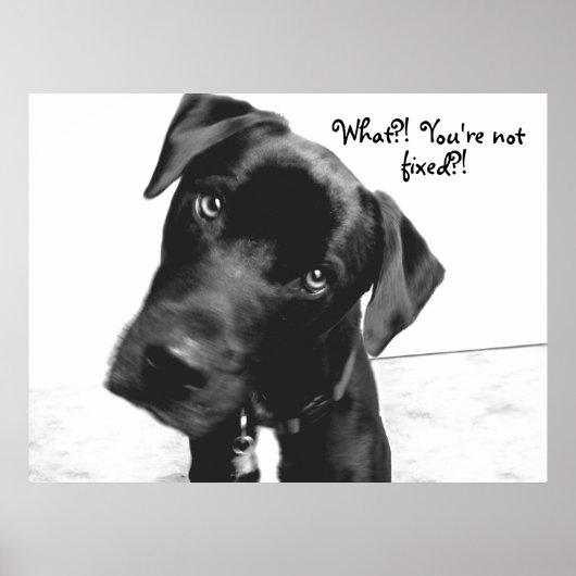 何?!あなたは、固定?! ポスター (正面)