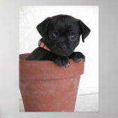 何？ ポスター (正面)