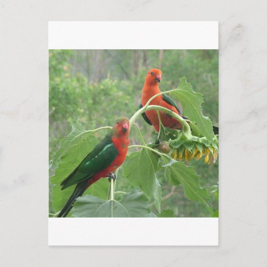 何？ ポストカード (正面)