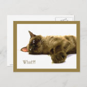 何?! ポストカード (正面/裏面)