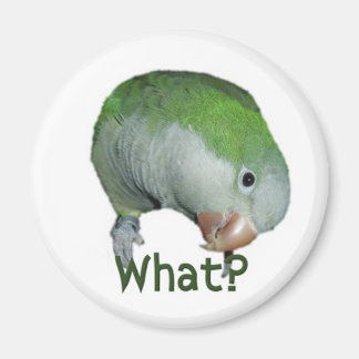 何？ マグネット