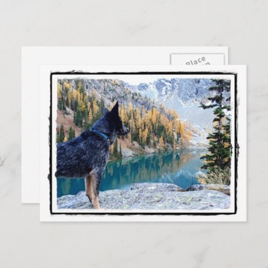 作業時の犬のマックス作業時のカヌー ポストカード (正面/裏面)