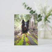 作業時の犬のマックス作業時のカヌー ポストカード (スタンド正面)