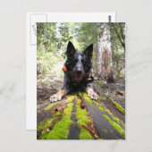 作業時の犬のマックス作業時のカヌー ポストカード (正面/裏面)