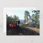 作業犬のHaleyの保存のイヌ科動物 ポストカード (正面/裏面)