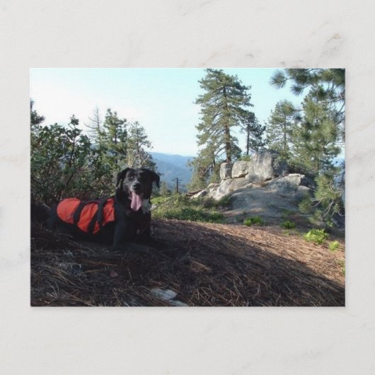 作業犬のHaleyの保存のイヌ科動物 ポストカード (正面)