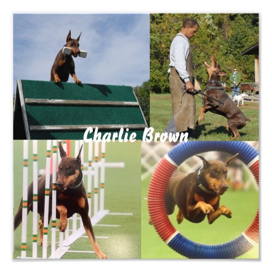 作業犬 フォトプリント            (正面)