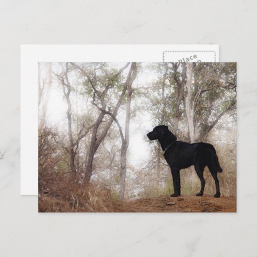 作業環境保全犬のスクービー ポストカード (正面/裏面)