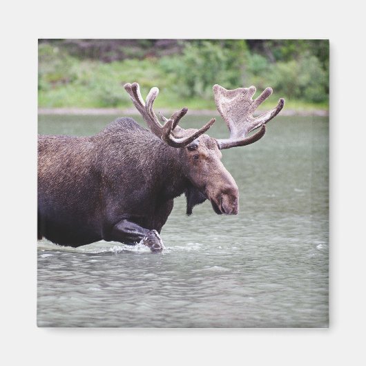 使命を果たす マグネット (正面)