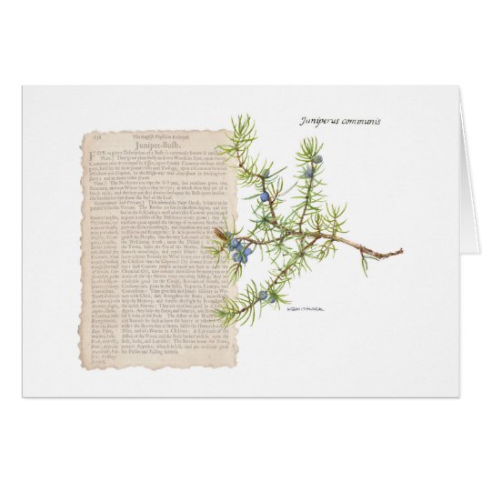 使用の履歴を示すジュニパー (正面横)