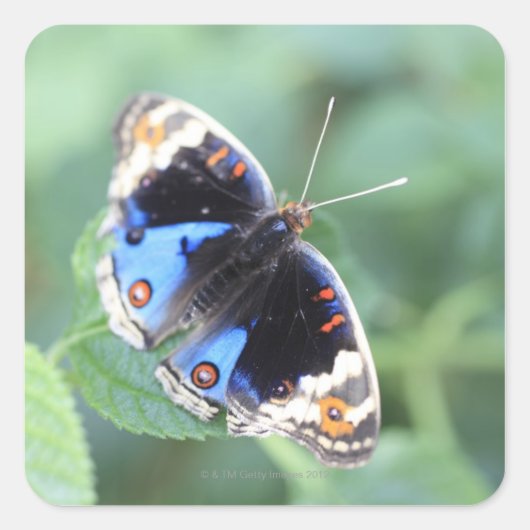 保土久保、日野、東京、日本4 スクエアシール (正面)