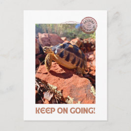 保女感動的亀 ポストカード