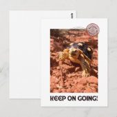 保女感動的亀 ポストカード (正面/裏面)