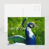 保存日付 ペコピー ハガキ 案内ポストカード (正面/裏面)