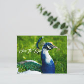 保存日付 ペコ 鳥  ポストカード (スタンド正面)