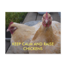 保温かく育てる鶏はがき