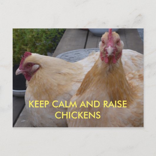 保温かく育てる鶏はがき ポストカード (正面)