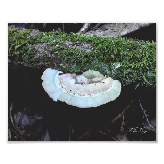 保管期間 フォトプリント            (正面)