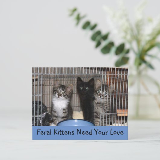 保護された子猫はがき ポストカード (スタンド正面)