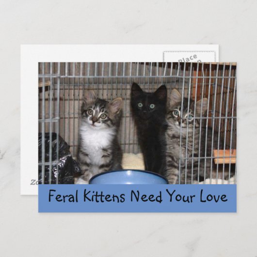 保護された子猫はがき ポストカード (正面/裏面)