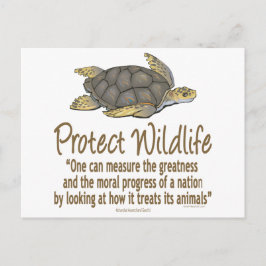 保護ウミガメ ポストカード