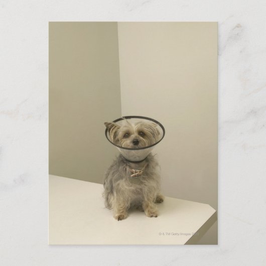 保護カラーを着たテリア犬 ポストカード (正面)