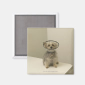 保護カラーを着たテリア犬 マグネット (正面/裏面)