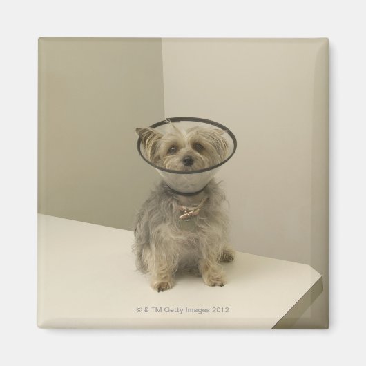 保護カラーを着たテリア犬 マグネット (正面)