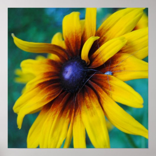 保護美しい ポスター (正面)