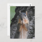 保Touch |かわいいおもしろいリス ポストカード (正面/裏面)