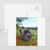 信じられないい七面鳥 ポストカード (正面/裏面)