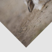 信じられないほどかわいいウサギの耳元 薄葉紙 (詳細)