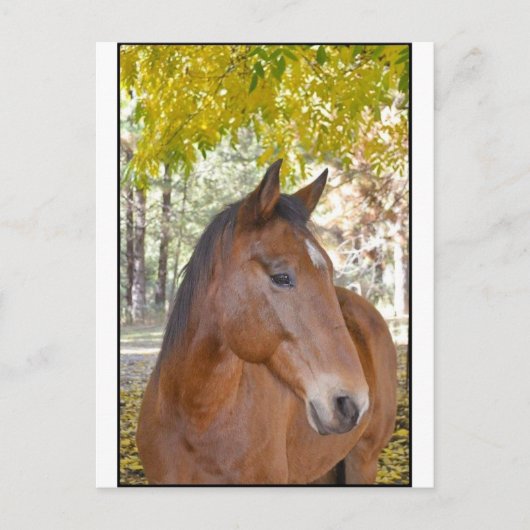 信じられないほどの救出馬を引き起こす ポストカード (正面)