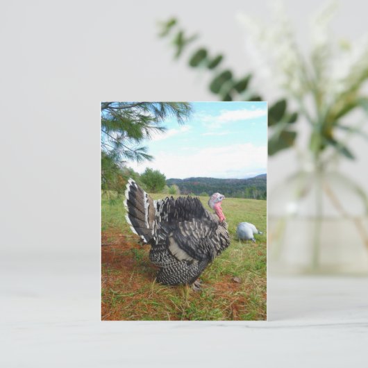 信じられないタートル(またはコップ?)たち ポストカード (スタンド正面)