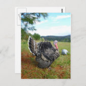 信じられないタートル(またはコップ?)たち ポストカード (正面/裏面)