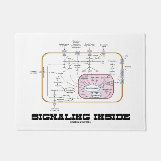 信号のTransductionの細道の中で信号を送ること ドアマット (正面)