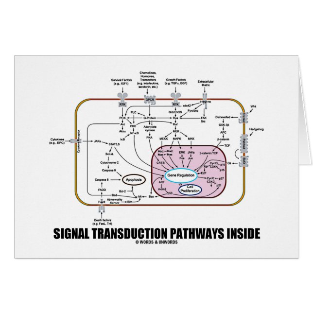 信号のTransductionの細道の内部(細胞生物学) (正面横)