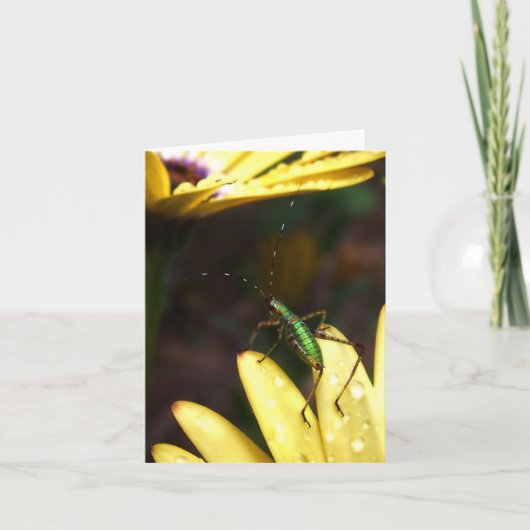 信頼のメッセージカードのベビーのKatydidの跳躍 カード (正面)